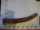 1 Medium All Natural Elk Antler Dog Chew Treat Hard Inner Core Organic 6-6 5 Oz