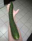 20 Fresh China Jade Burpless Cucumber Seeds  Parthenocarpic  Disease Resistance