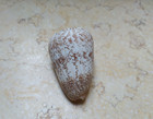 F Conus Arenatus  Beautiful Wow Specimen 68mm Pattern Red Sea Shell Coloration