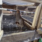 3 Pairs Of Npip Certified Mature Hungarian Partridges 