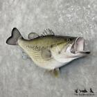  27540 Wc   34 5  Largemouth Bass Taxidermy Fish Mount For Sale