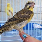 100 Pcs Numbered Bird Ring Leg Bands For Gouldian Zebra Finch Canary Society    