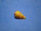 Conus Pertusus  hwass 1792   nice Colors    15 4mm 