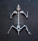 Complete Pathological Raccoon Skeleton- Osteology Collectors Specimen- Taxidermy
