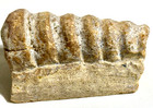 Two Gastropod Fossils With Iridescent Crystals  560
