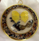 Vtg Brazil Butterfly Taxidermy Wall Art Circle Glass Bubble Gemstone Frame 5 