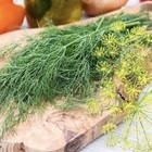 500  Dukat Dill Seeds   Heirloom - Non-gmo   Free Shipping - Usa