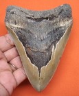 Megalodon Shark Tooth - 4 63  - Real Fossil - Shark Teeth - No Restorations