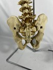 Vtg Medical Anatomical Lifesize Spine Skeleton Lab Chiropractor Halloween Creepy