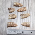 7 Small  Rattlesnake Rattles   1765    Taxidermy Diamondback Sidewinder