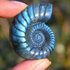 Natural Crystal Iridescent Ammonite Ammolite Facet Specimen Fossil Madagascar
