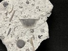 Fossil-sweet Brachiopod W  Homocrinus From The Waldron Shale-trilobite Crinoid