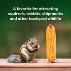 Kaytee Corn On The Cob Food For Wild Squirrels Rabbits Chipmunks And Other Ba   