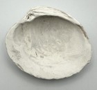 113mm Large Fossilized Bivalve Clam Shell Mineralized Natural Display Specimen