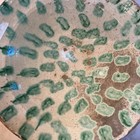 Antique 1800s  Redware Bowl Green Cream Glaze Likely Pennsylvania  Va