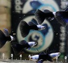 1 Trio   - Live Aquarium Guppy Fish High Quality -   Silverado Hb Blue