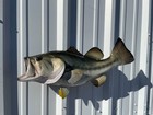 23  Largemouth Bass Two Sided Fish Mount Replica Facing - Quick Production