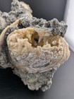 7 5  Mercenaria Permagna Three Clam Fossil Calcite Crystal Rucks Pit Florida