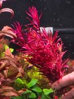 Buy 2 Get 1 Free Rotala Blood Red - Live Aquatic Freshwater Plants - Stem Pack