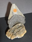 5 Inch Real Megalodon Shark Tooth Big Fossil Giant Genuine Prehistoric Meg Teeth