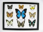 9 Beautiful Butterflies In Xl Showcase - Framed - Real - Taxidermy - Nice - U 17