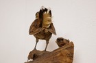     Old Lovely Nice Premium Taxidermy Collectors    