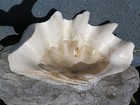 Giant Natural Clam Shell Tridacna Gigas  Large 38 Lb  24 x 14  X 10 