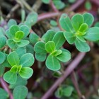 2000  Green Purslane Seeds - Heirloom  Non-gmo   Usa Free Shipping  