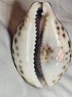 Handpainted Tiger Cowrie Shell Myrtle Beach Souvenir 3 Inch South Carolina