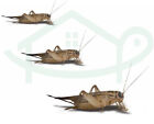 Fresh Live Fishing Bait Worms   Bugs - Alive Earthworm Nightcrawlers Fish Bait