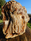Massive 50 Lbs  Limb Cast Agate Excellent Quality Slab Agatized Petrified Wood 
