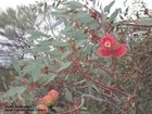 Eucalyptus Youngiana   Red Flowers    20 Seeds