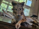 Gorgeous Golden Jackal Softmount