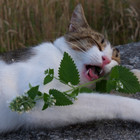 Catnip Seeds   2 000 Seeds   Heirloom   Non-gmo   Free Shipping   1164