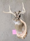 New Jackalope Mount taxidermy deer Mount antlers craft hunting art fishing gift