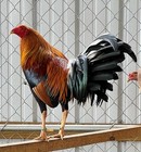 6 Pure Larry Romero Ylh Gamefowl Poultry Chicken Hatching Eggs