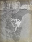 Antique Glass Plate Negative  Cat Sitting In Deep Snow - C 1900-1920