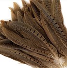 English Ringneck Pheasant Natural Feathers 6-8  Halloween hats costume