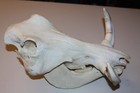 Real Skull Of Common African Warthog Animal Mammal Taxidermy Art Collect