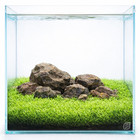 Utricularia Graminifolia Tissue Culture Carpet Apf Aquarium Plants Factory  
