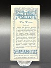 1910 Wills   s Cigarettes Fish   Bait Tobacco Card - The Green Wrasse  13