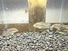 Black Nasty Cichlid 2 