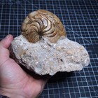 Aturia Sp  Nautilus Ammonite  Fossil Fossilien Lot Mollusk