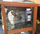 Heated Water Bottle 32 Oz 20w Anti Freeze Small Animal Rabbit Guinea Pig Bird