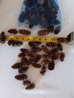 Pine Cones 75pc Spruce Cones Xs All-natural Decor Crafts Christmas Vignette 