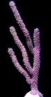 Assorted Eco-friendly Propagated  Gorgonian Coral  4-6     your Pick  