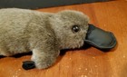 Aussie Bush Toys Platypus Brown Soft Plush Toy Sydney Australia  Very Nice  12 