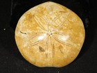 Big  Polished Sand Dollar Fossil 100  Natural From Madagascar 218gr