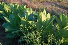 Virginia Burley Tobacco Seeds  Heirloom Bulk Certified Organic Usa Grown Non-gmo