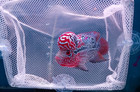A    Live Flowerhorn F2 Fish Male Super Red Big Kok Head Size 4  A3